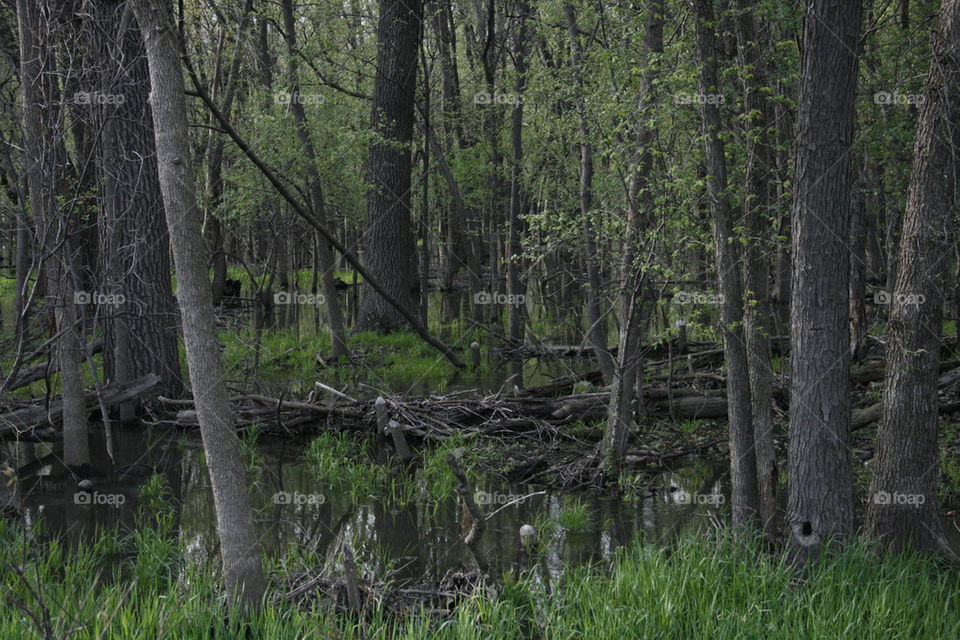 Spring Woods