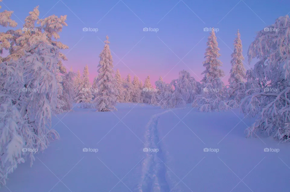 wintercolor