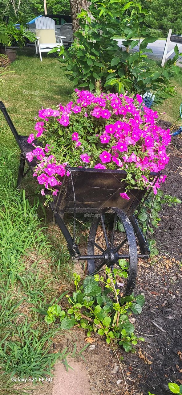 pink petunias