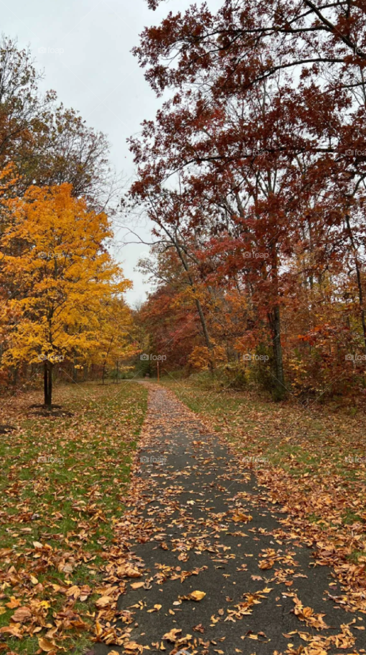 Autumn leaves beauty