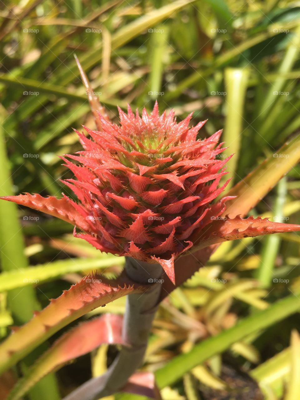 Pineapple Blossom 