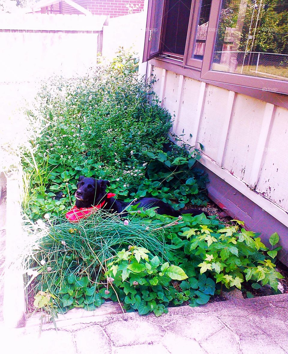 dog lounging in garden