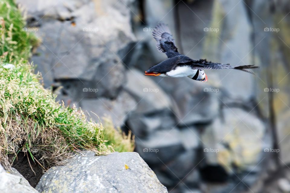 Flying Puffin