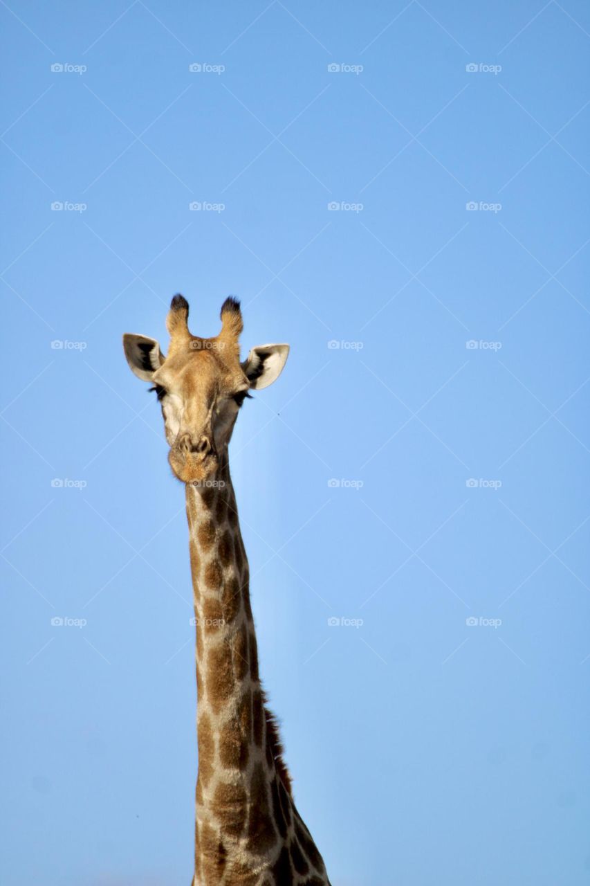 A close up shot of a giraffe 