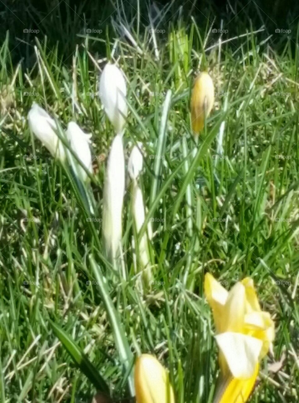 white crocuses