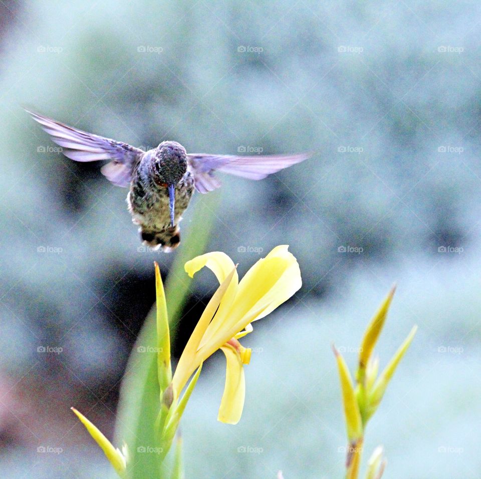 a hummingbird collecting nectar from a yellow flower. plant, bird, Outdoors, blurred background