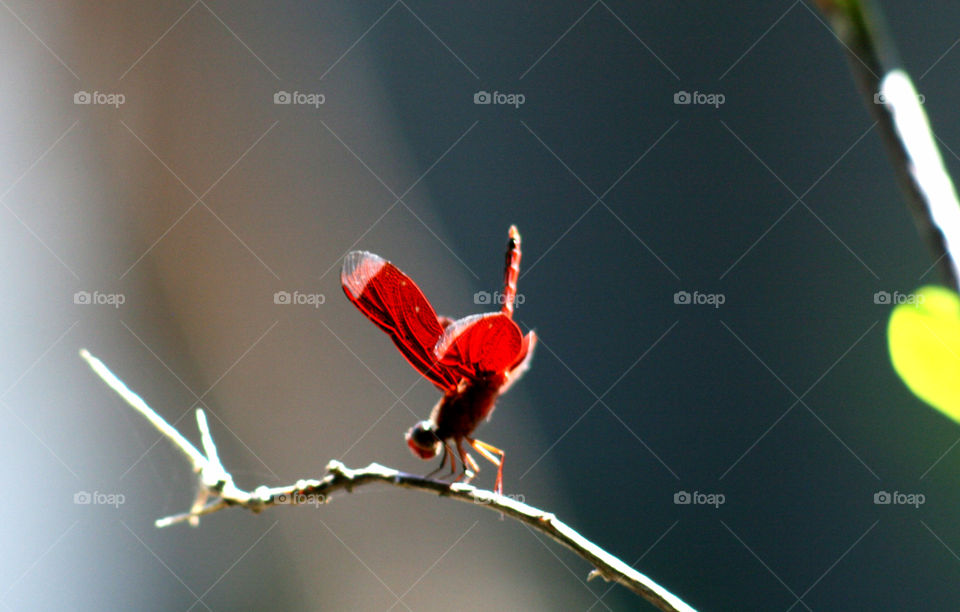 Standing and resting