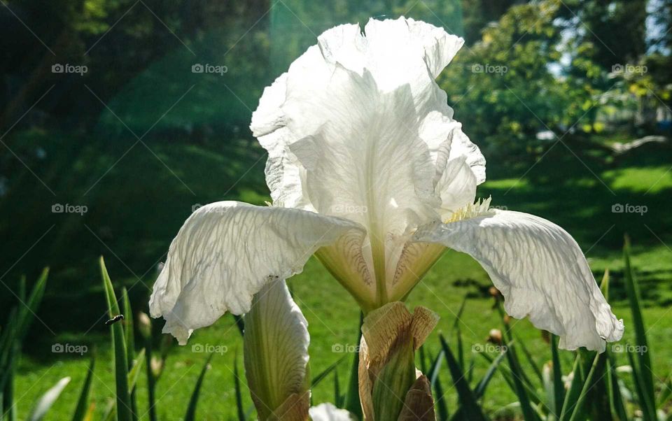 Iris and the sun