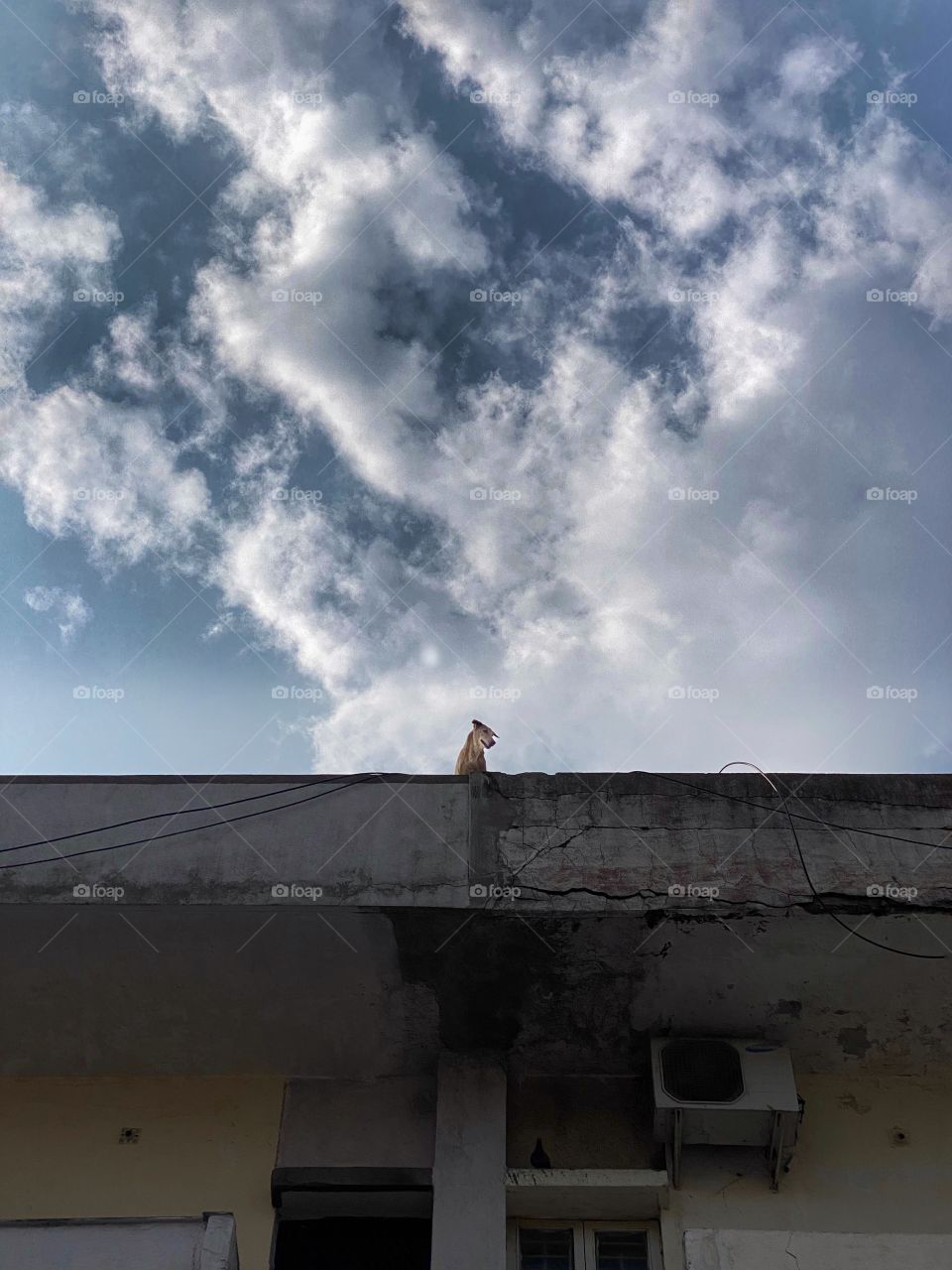 Dog standing on the roof of the building 