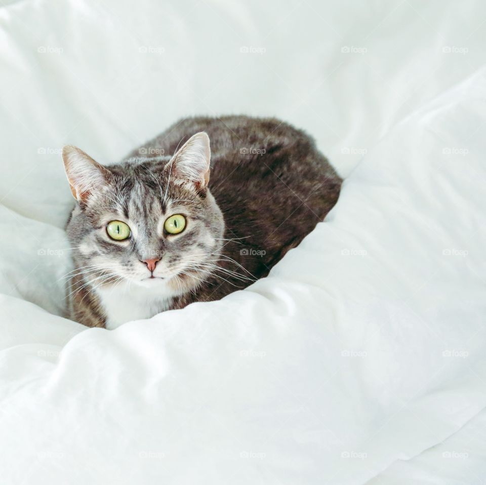 Cute gray tabby cat laying down on a white linen bed looking at camera 