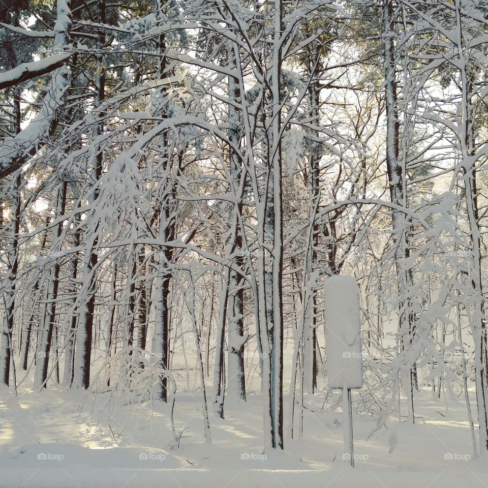 Frozen Forrest