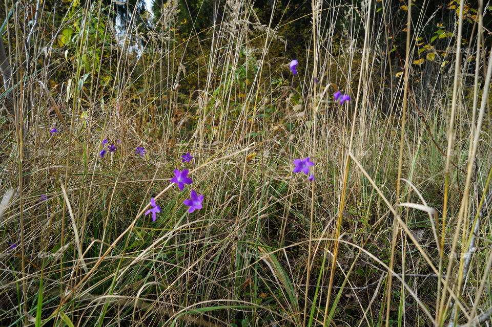 Последние цветы