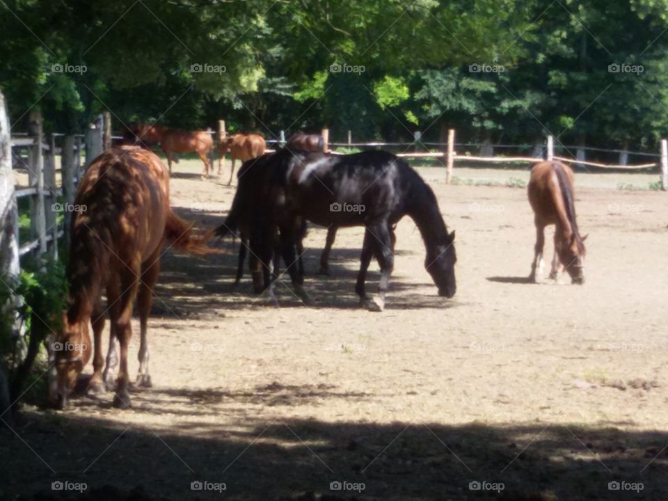 Horses on a farm. Zobnatica stable, Serbia