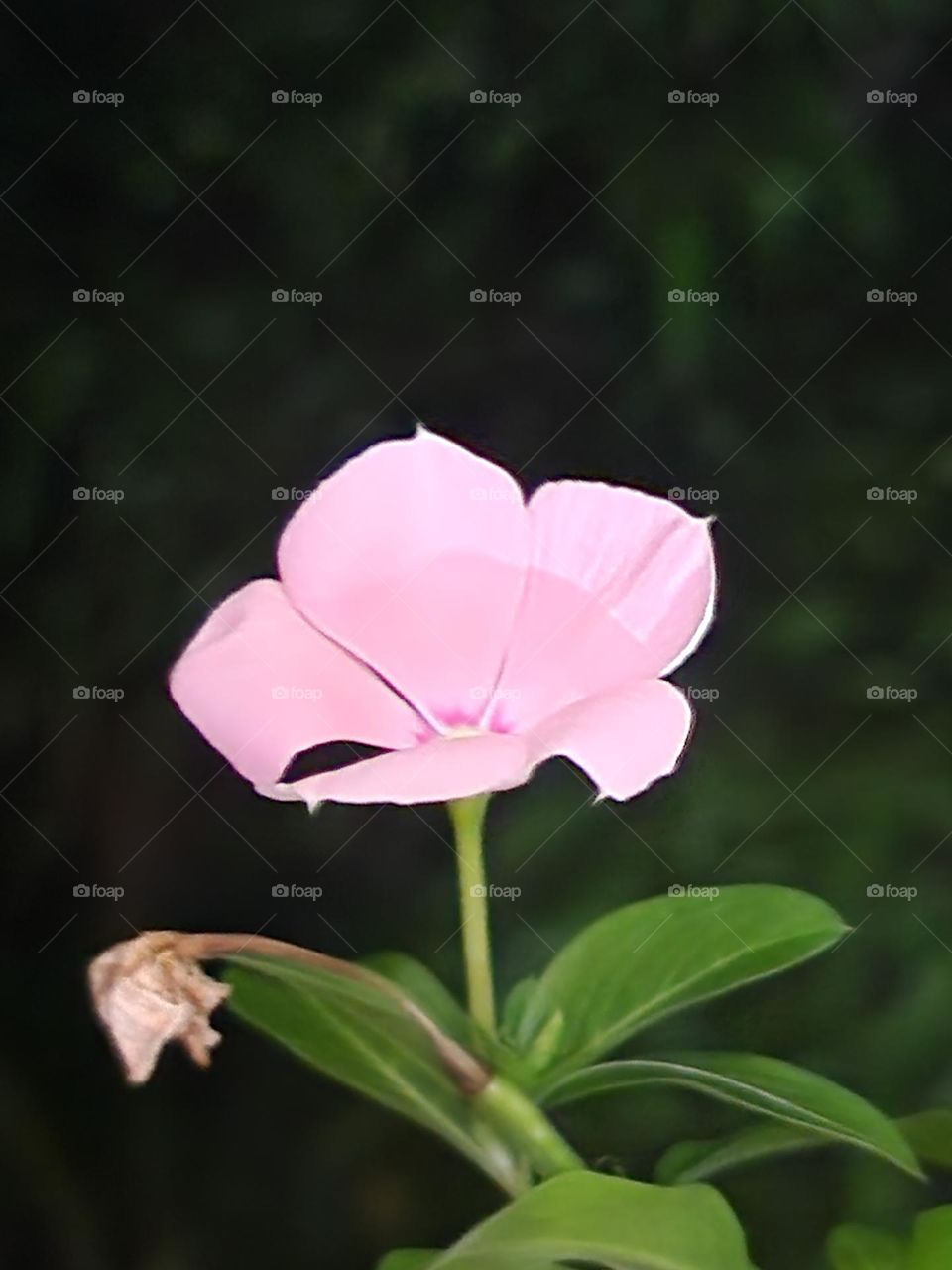 single peach vinca