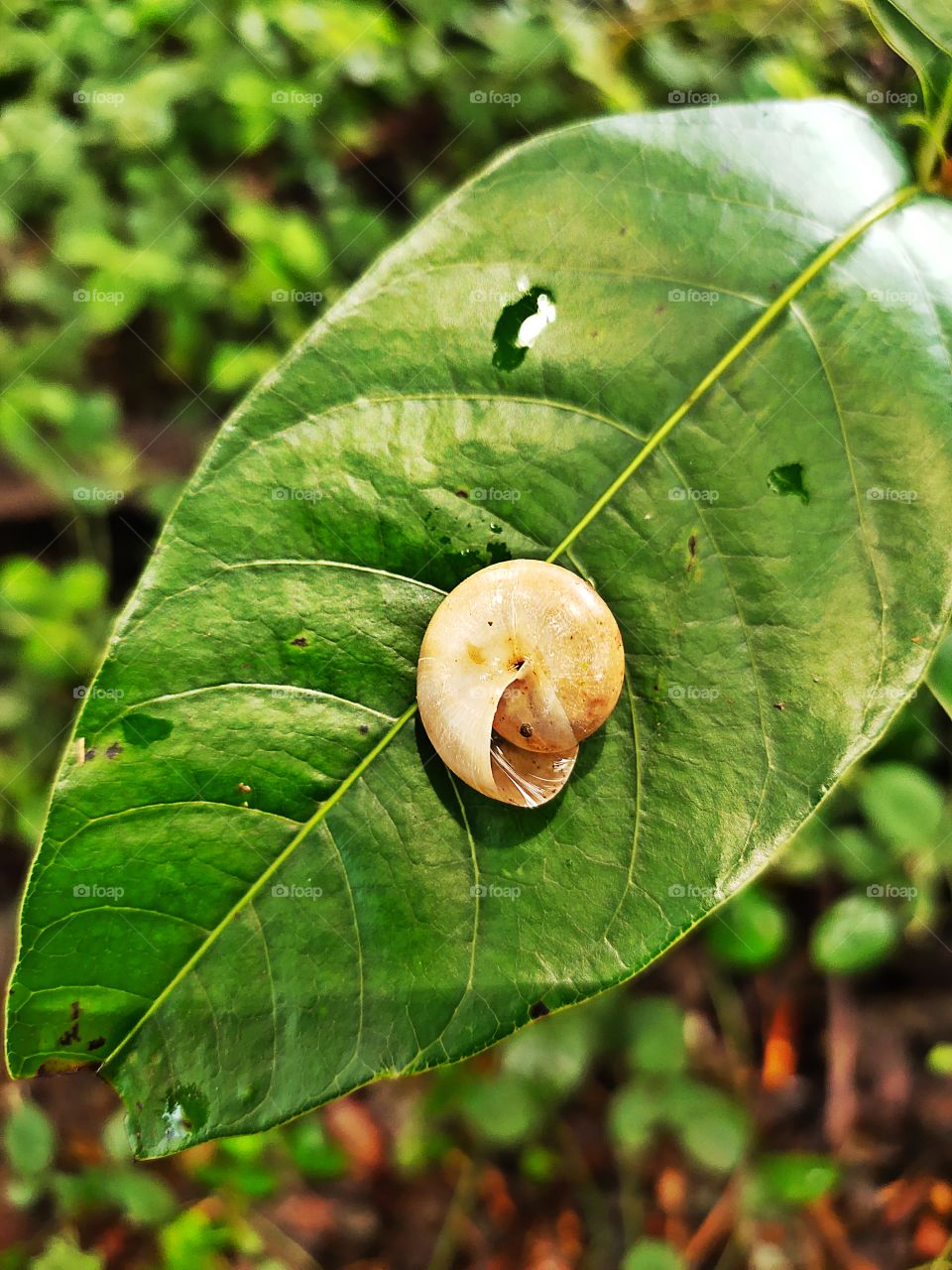 Amazing Nature
Grove snail 
🐌🐌
On Mango leaf ☘️☘️