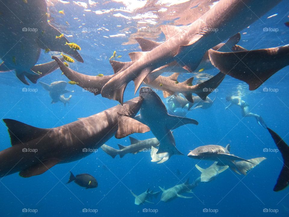 maldives' nurse shark