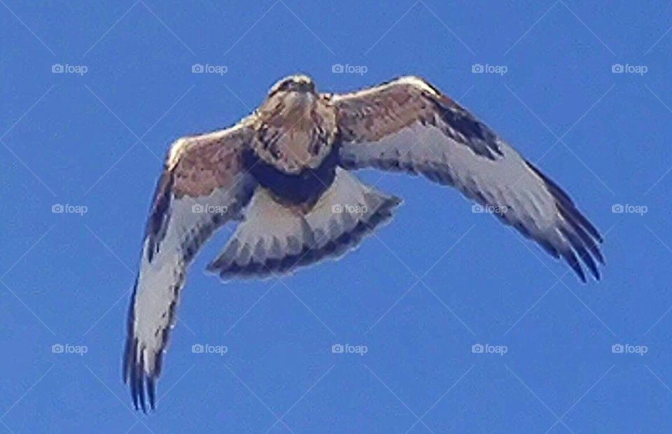 rough leged hawk in flight