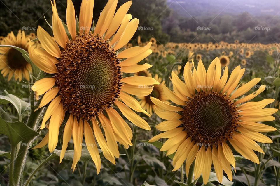 Sunflowers 🌻