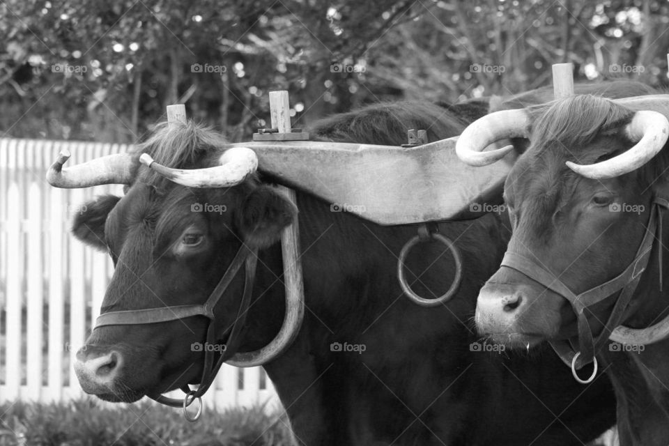 Cow, Cattle, Agriculture, Farm, Livestock