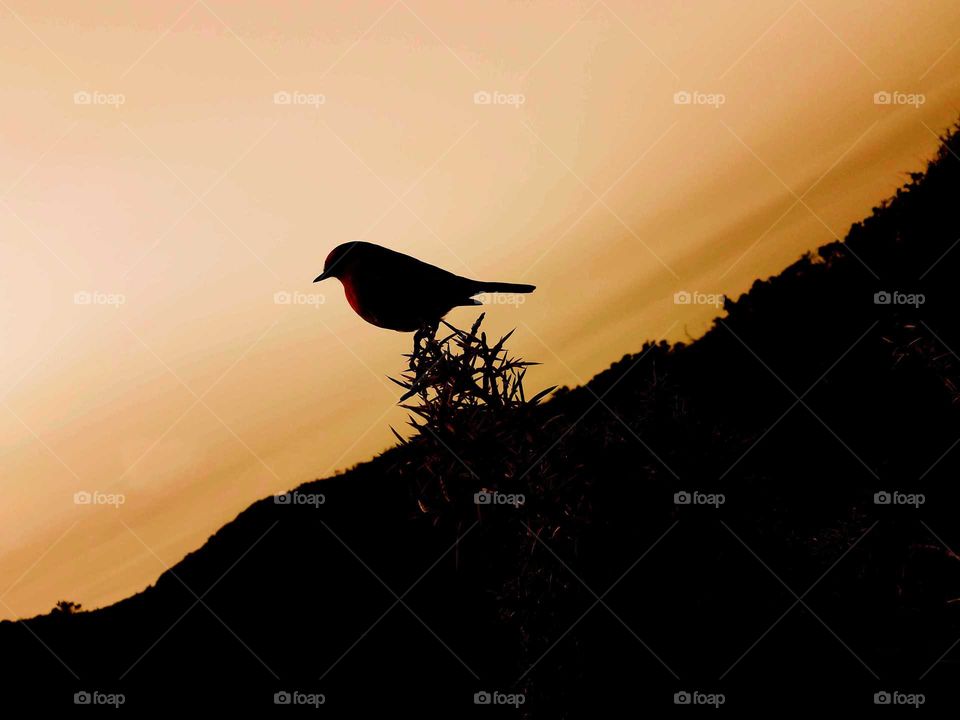 robin in the sunset