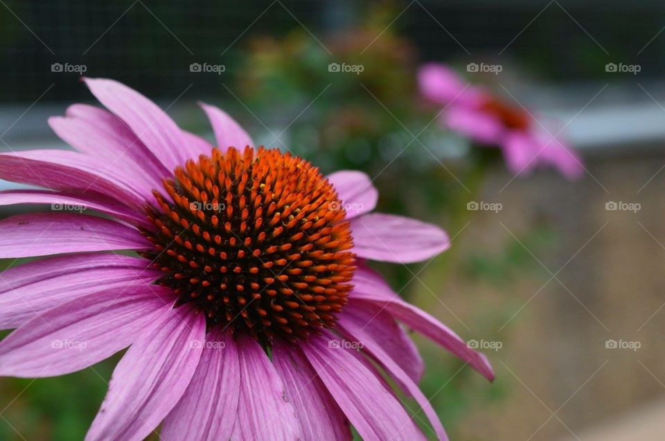 Pink Flowers // US Botanical Gardens