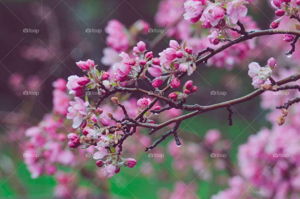 Pink flowers blooming on tree in springtime 