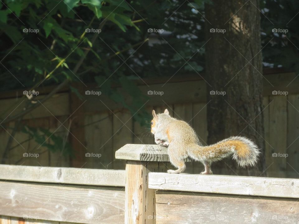 Squirrel on a fence