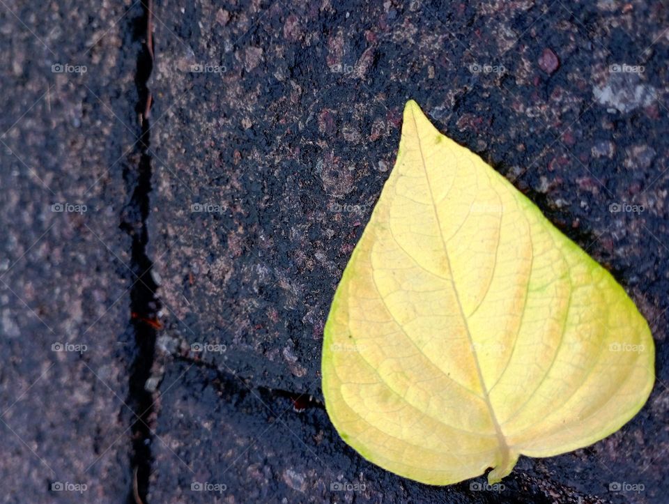 Fallen leave on the wet ground...
