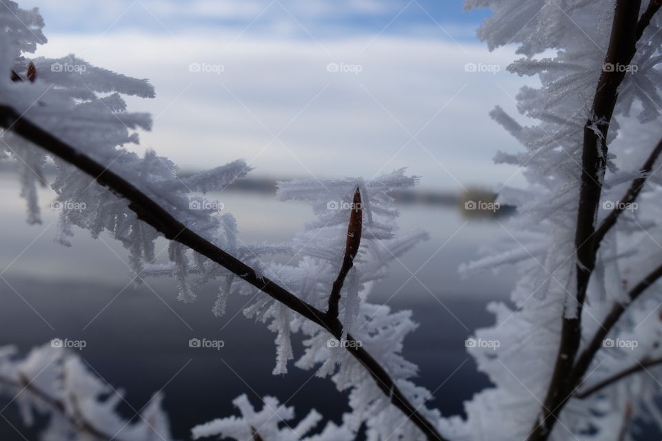 Close-up of frozen branch