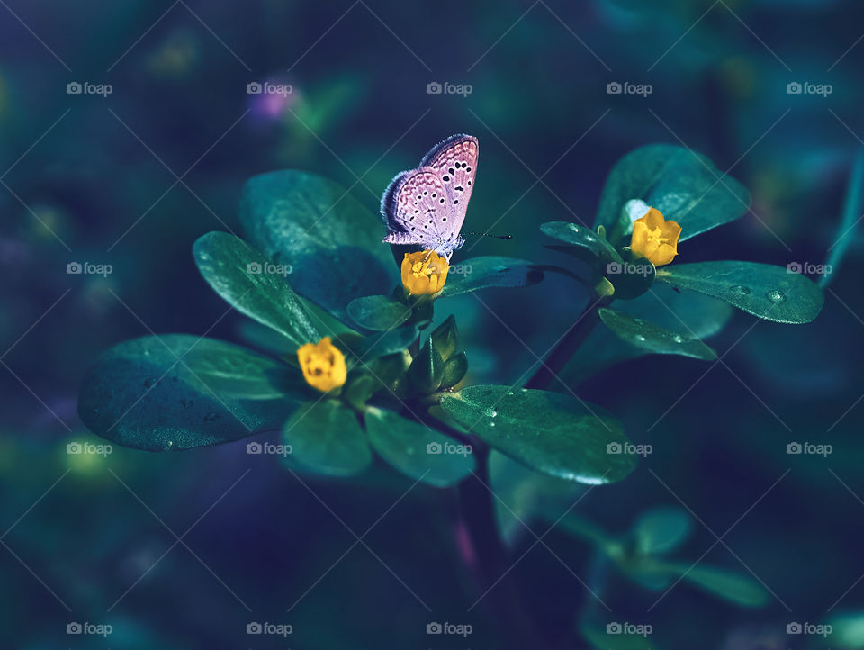 Natural beauty - butterfly