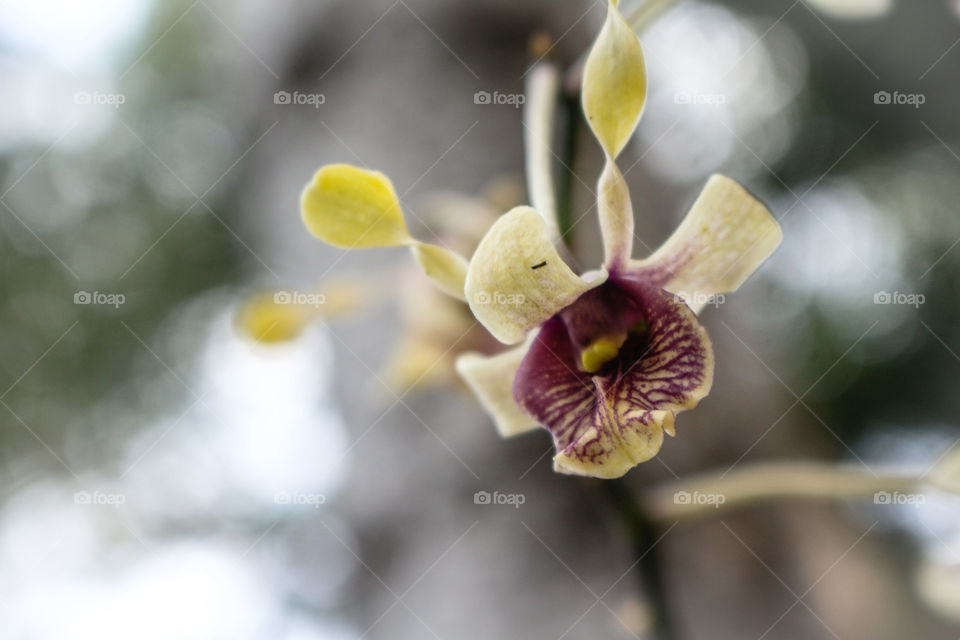Orchids of Papua New Gu