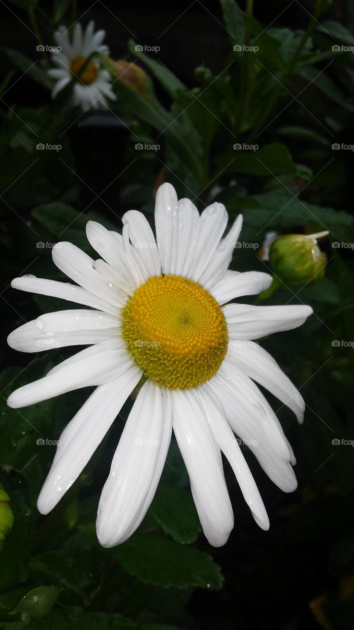Nature, Flower, No Person, Flora, Summer