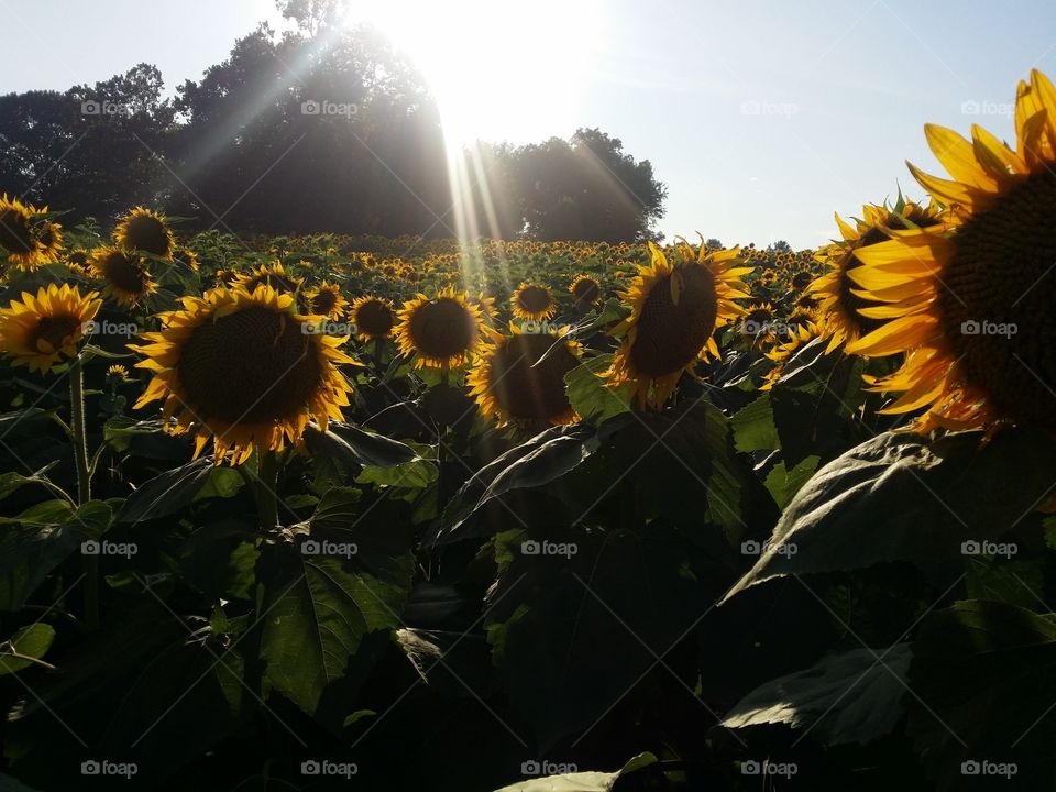 Wonderful sunflower field