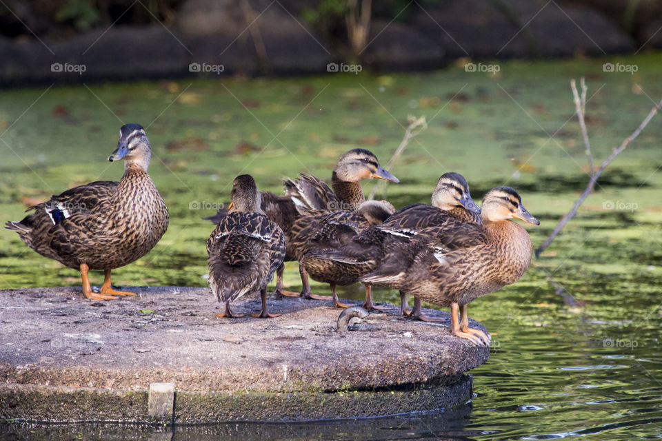 Duck and her ducklings - by the lake 