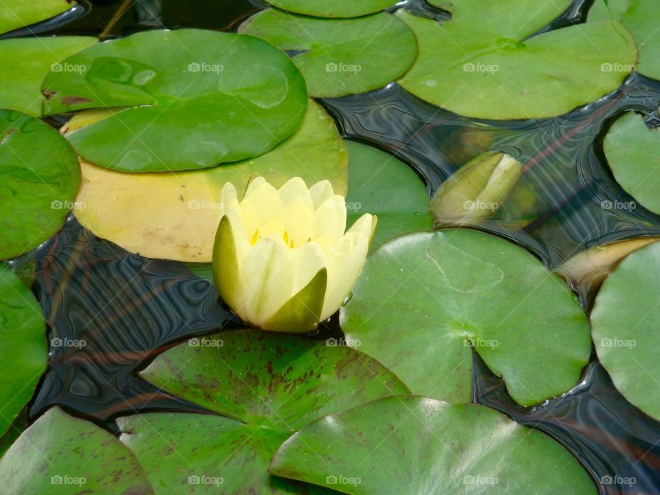 Lily in pond at garden