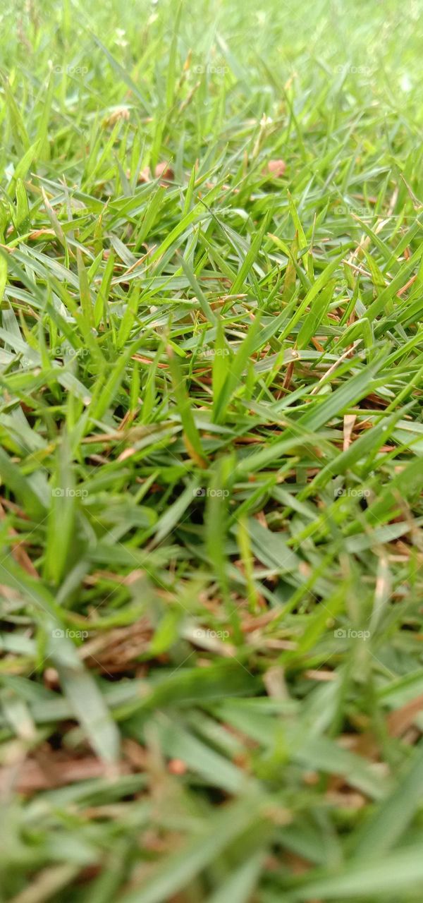 grass