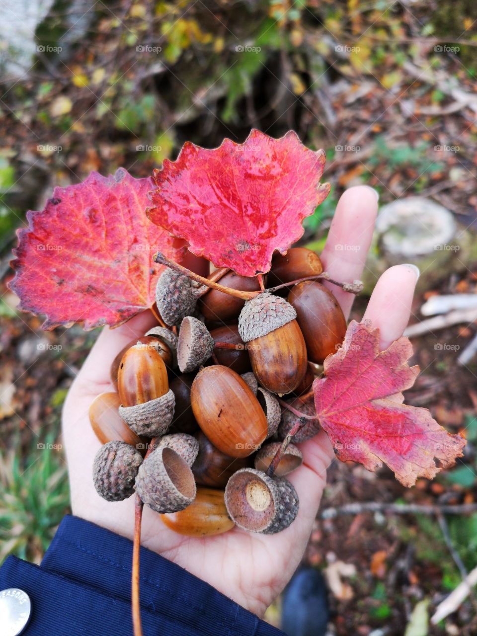 Hand full of autumn, acorns and beautiful leaves