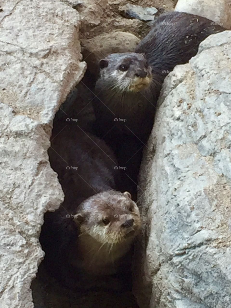 Otters