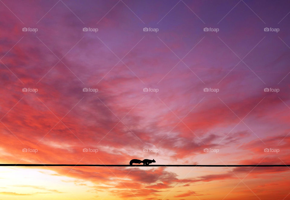 Squirrel running through electricity wire against pink sunset