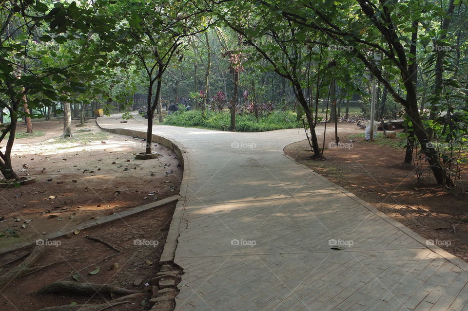 Walking track in the forest