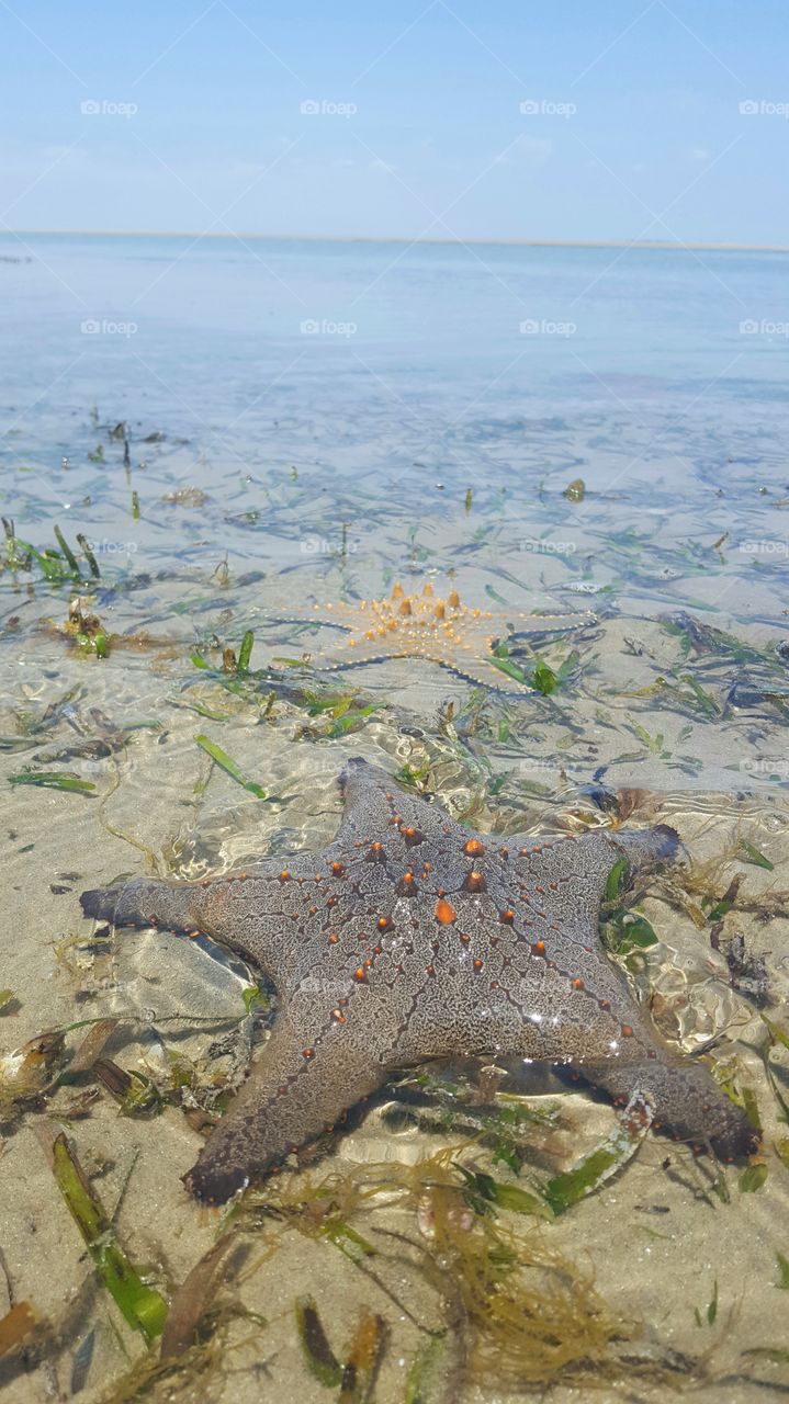 Starfish Beach