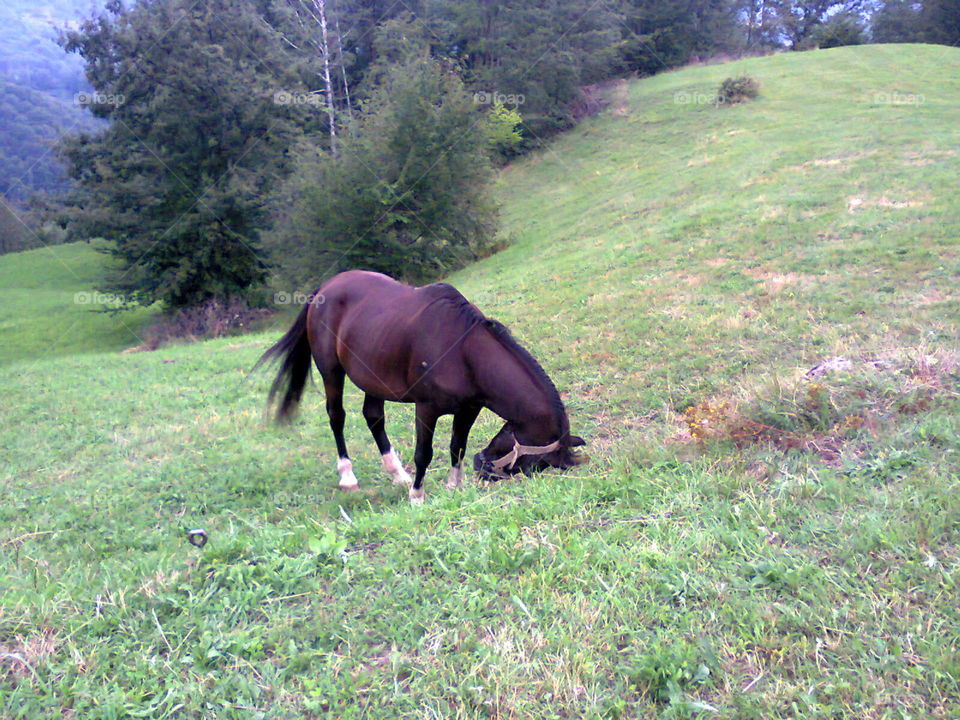 Horse