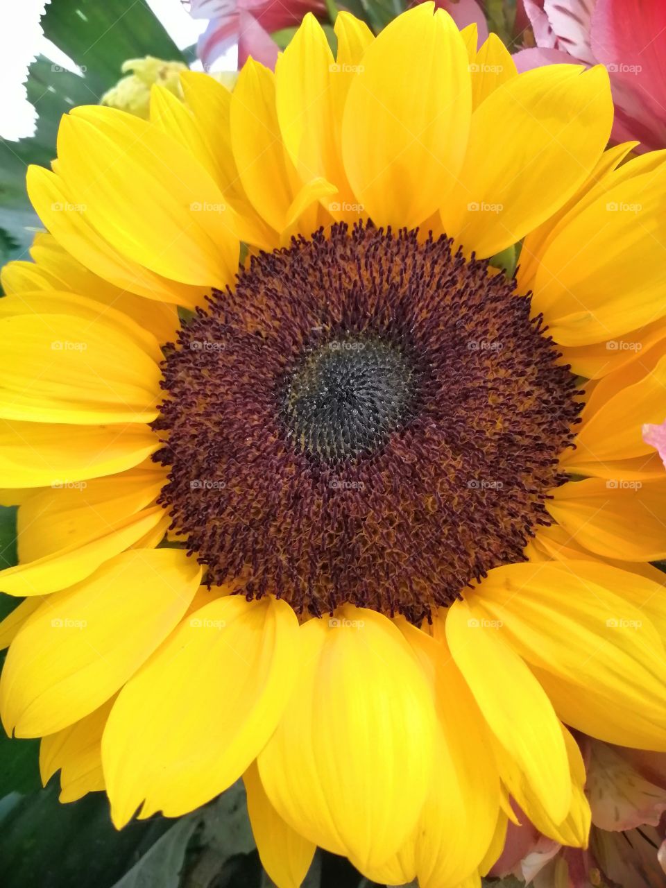 Closeup picture of a beautiful sunflower.