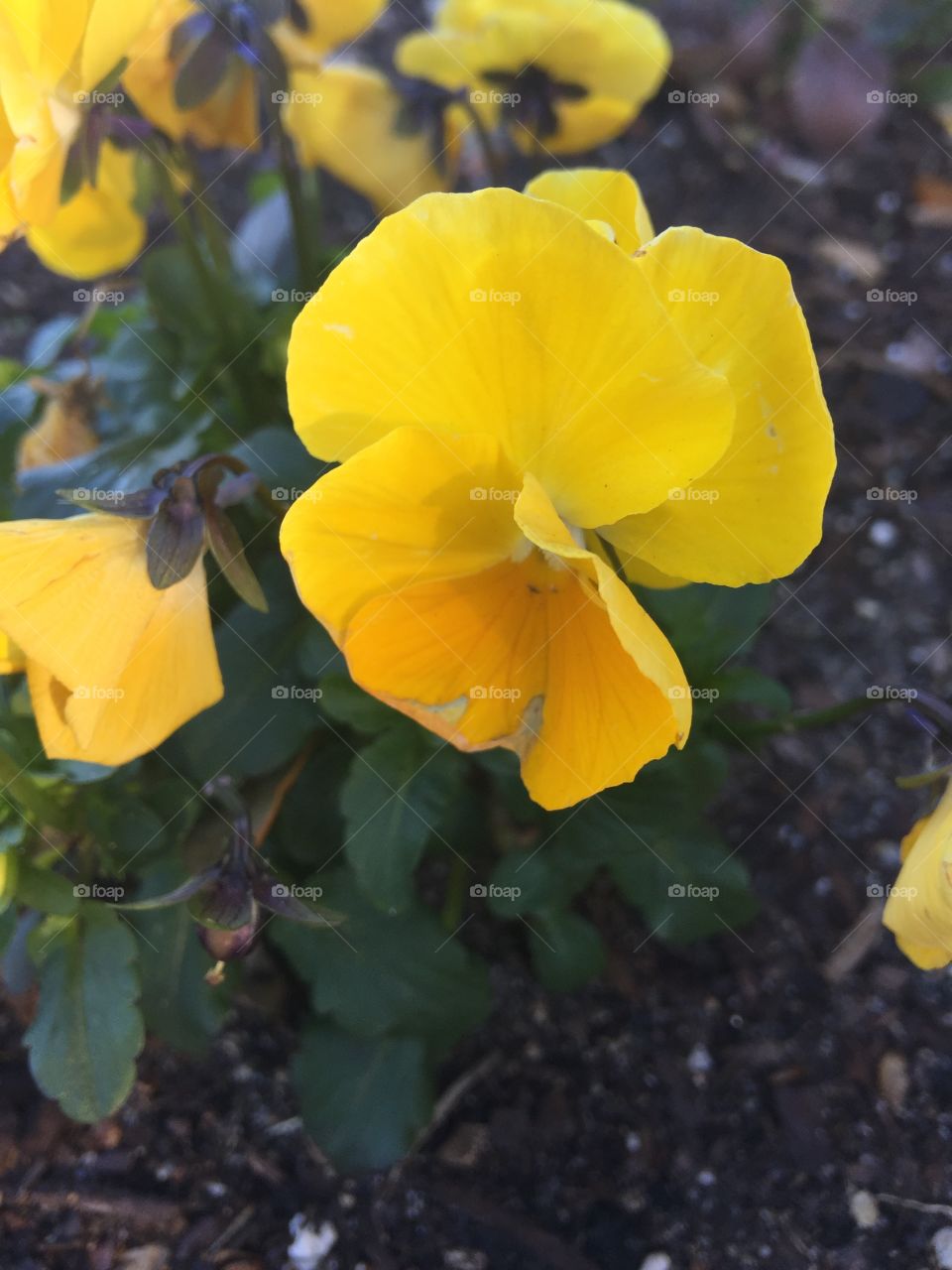 Shot of a gentle yellow flower against the background of hardening mulch and lively leafs.