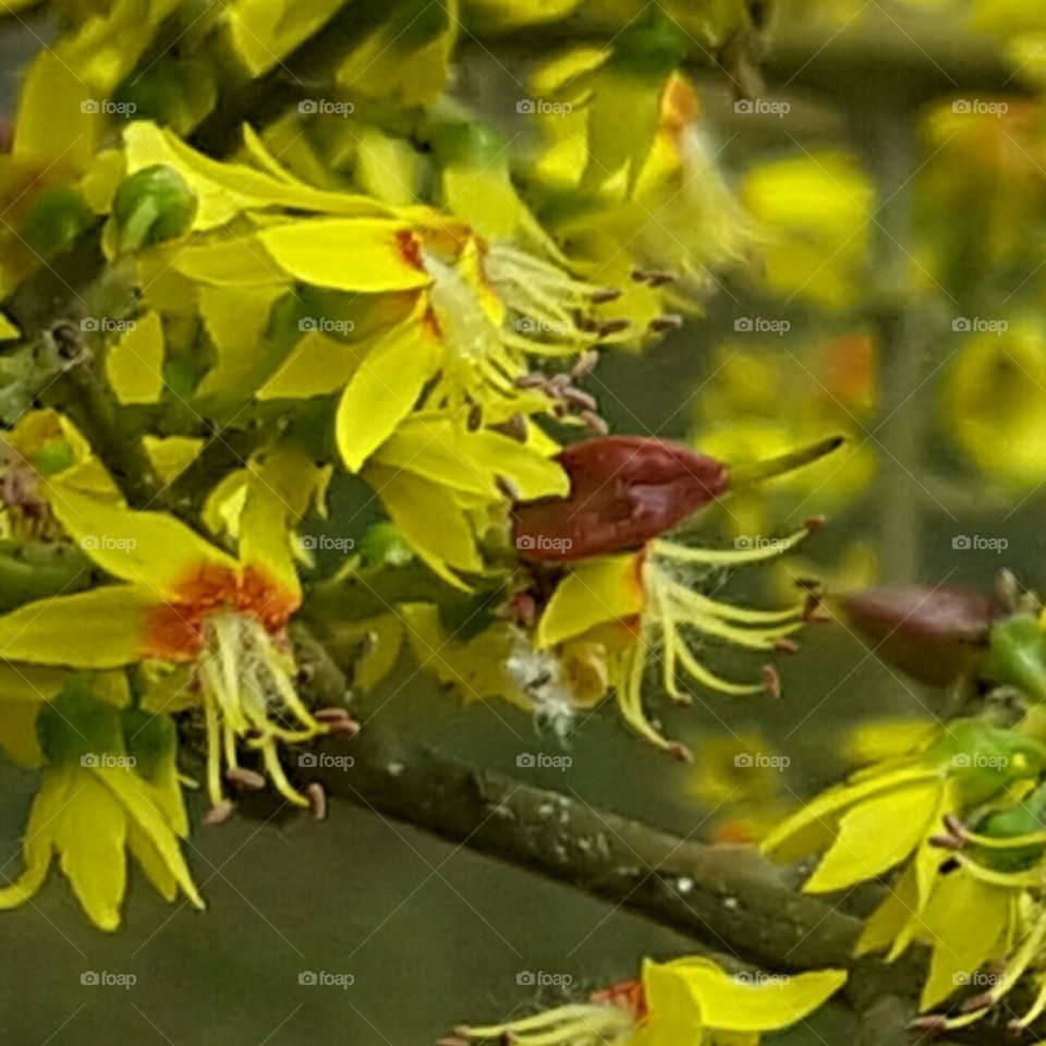 Nature, Flower, Leaf, Flora, Branch