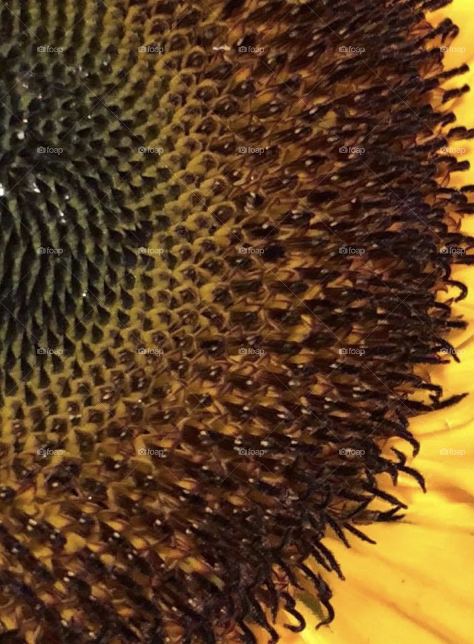 Close up of a sunflower