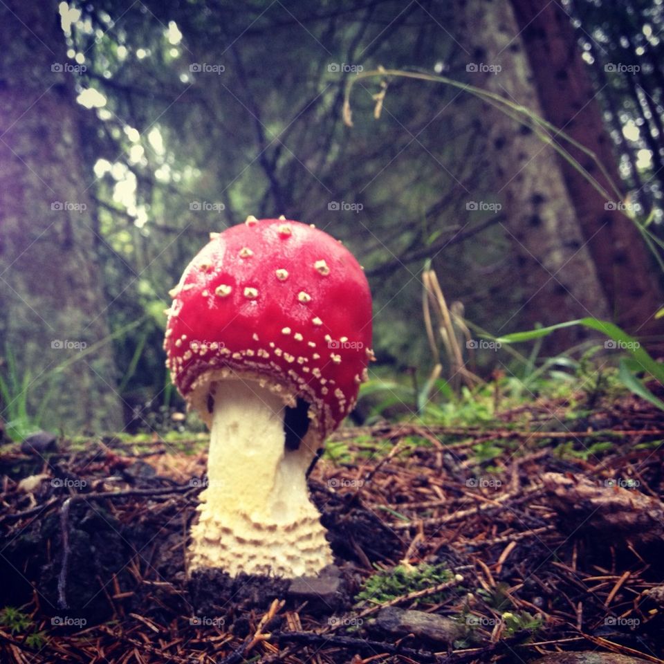 Mushroom