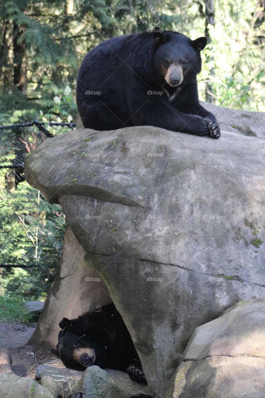 Bears at the Portland Zoo. Taken 4-2015 at the Portland Zoo. 