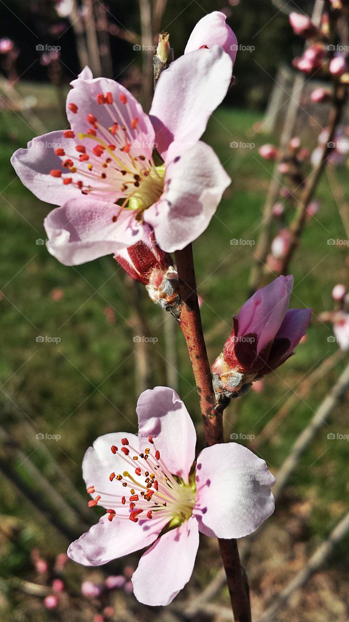 Peach Blossom