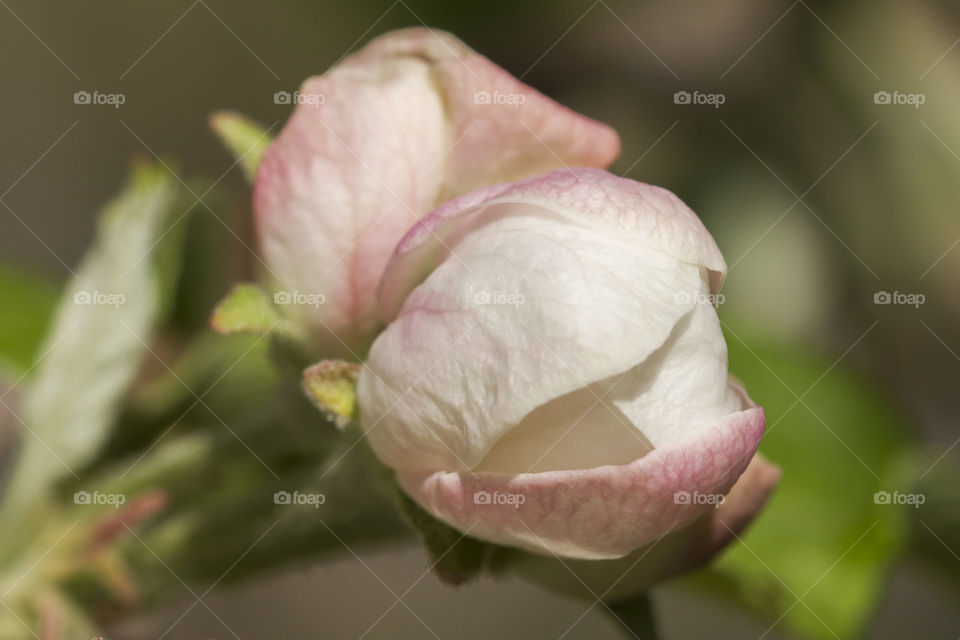 macro shot of an apple bud . spring time